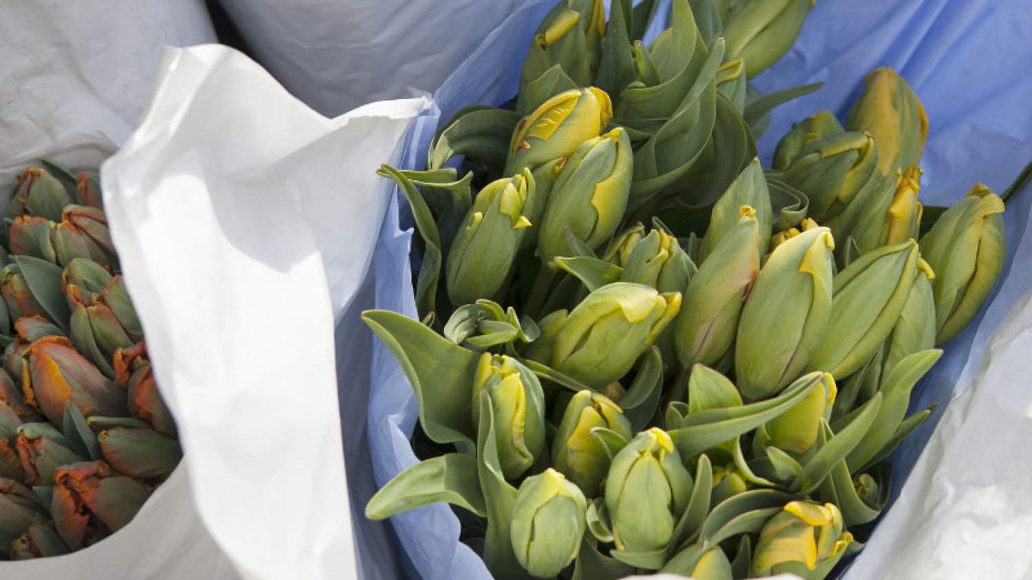 Jak dbać o cięte tulipany?