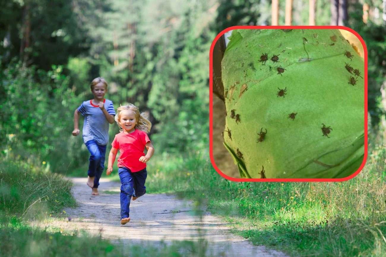 dzieci biegające po lesie