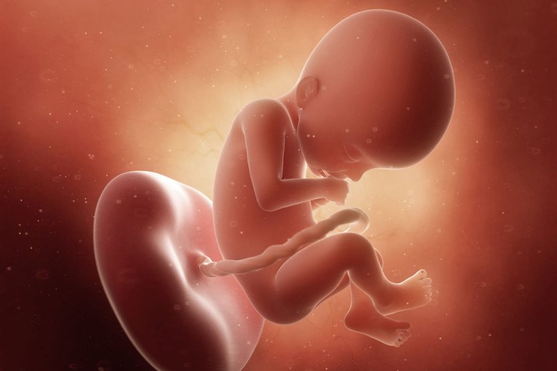 płód w 22 tygodniu ciąży