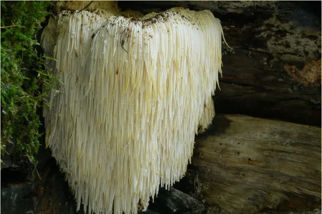 Soplówka jeżowata - grzyb Lion's Mane
