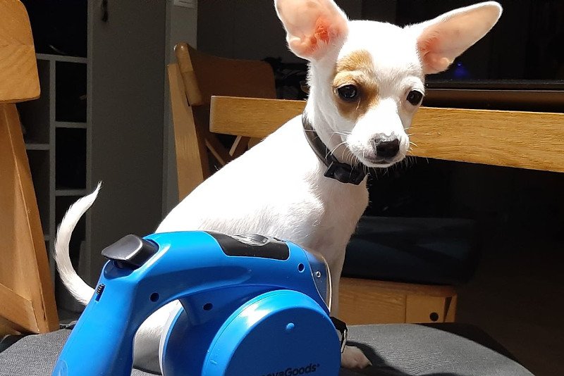 Dziecko męczy psa - gdzie jest granica głaskania? Dziecko męczy psa - gdzie jest granica głaskania?