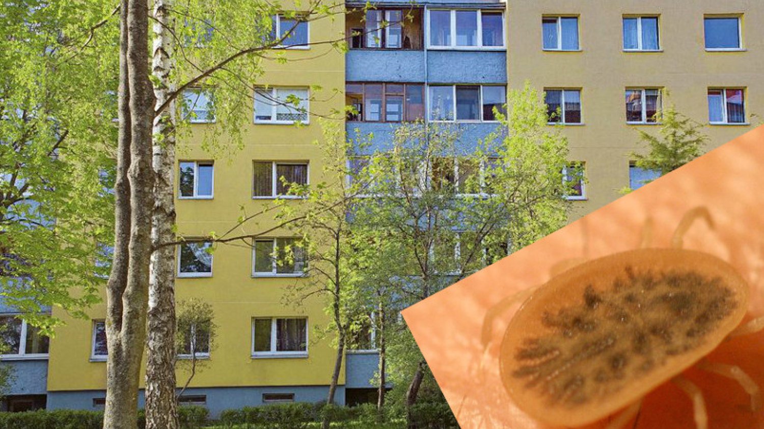 Kleszcze ptasie pogryzły 8-letniego chłopca.