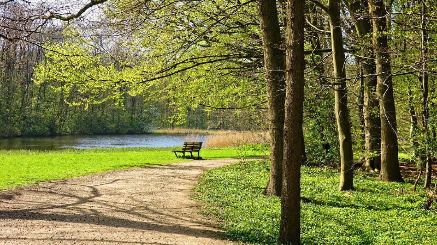 Cis jest często sadzony w ogrodach i parkach miejskich