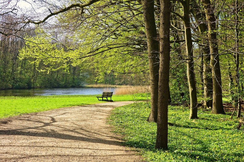 Cis jest często sadzony w ogrodach i parkach miejskich