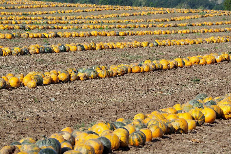 12-letni Wojtek hodował dynie, by zebrać pieniądze na wycieczkę. Złodzieje ukradli 30 największych okazów