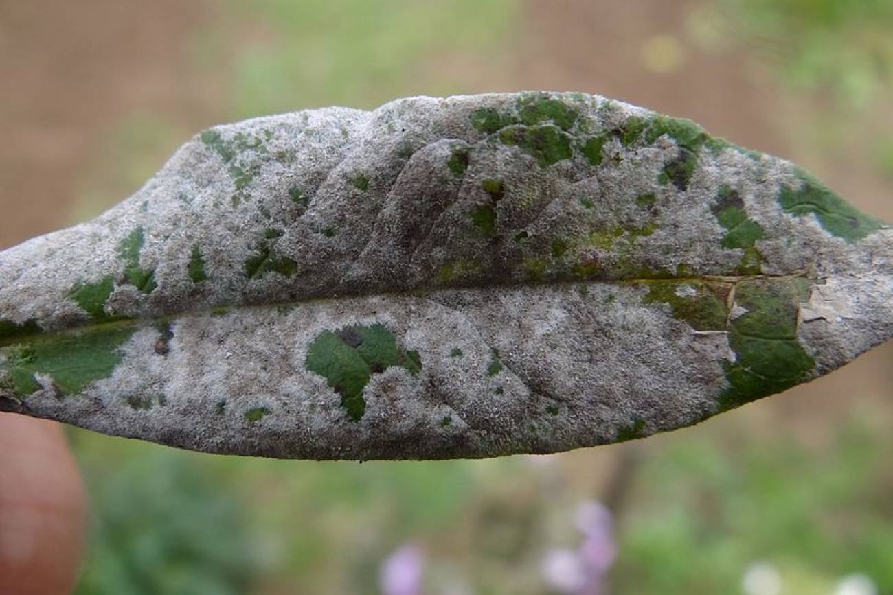 Mączniak na liściu