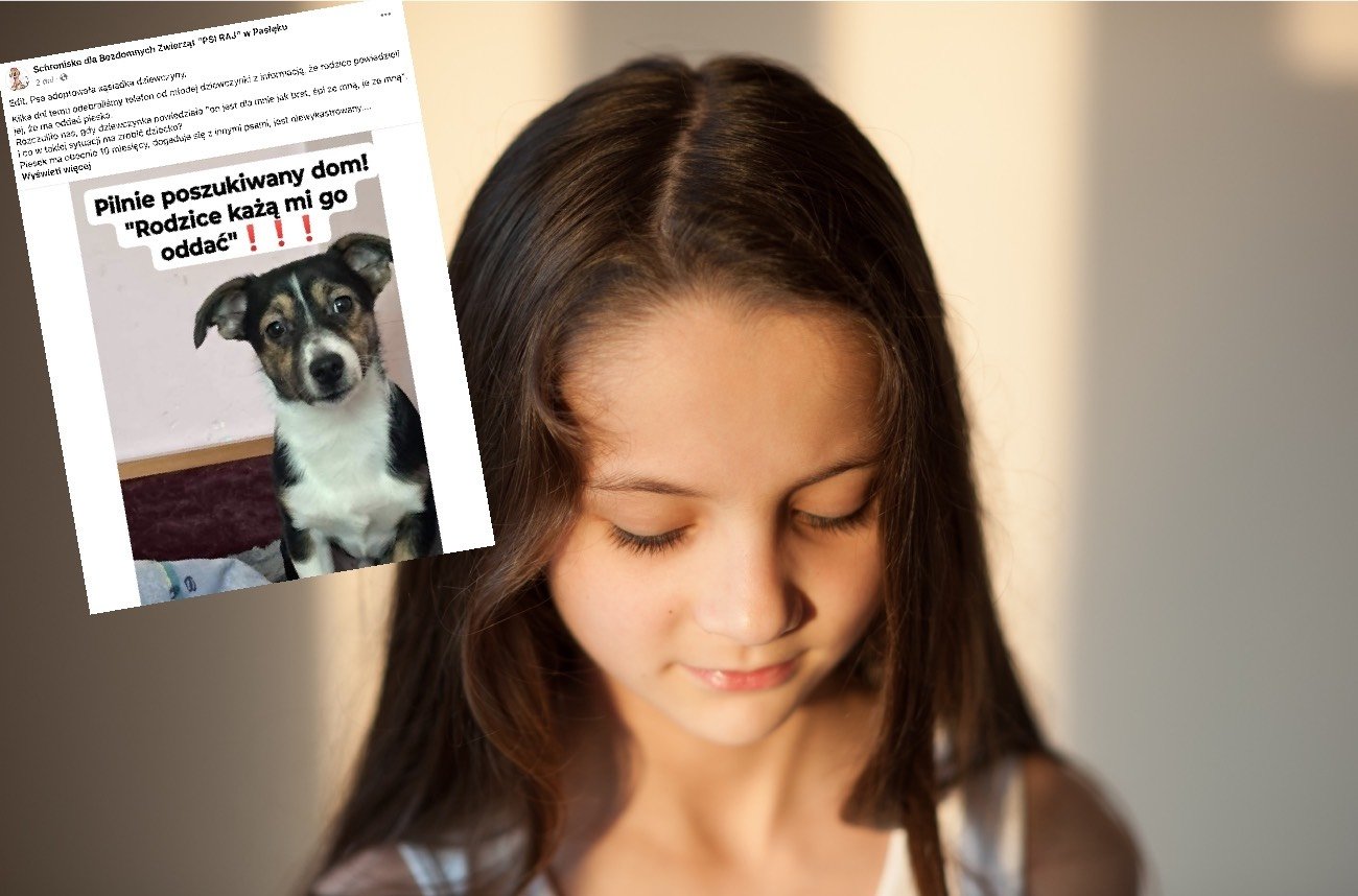 Schronisko w Pasłęku przyjęło zgłoszenie o psie potrzebującym nowego domu.