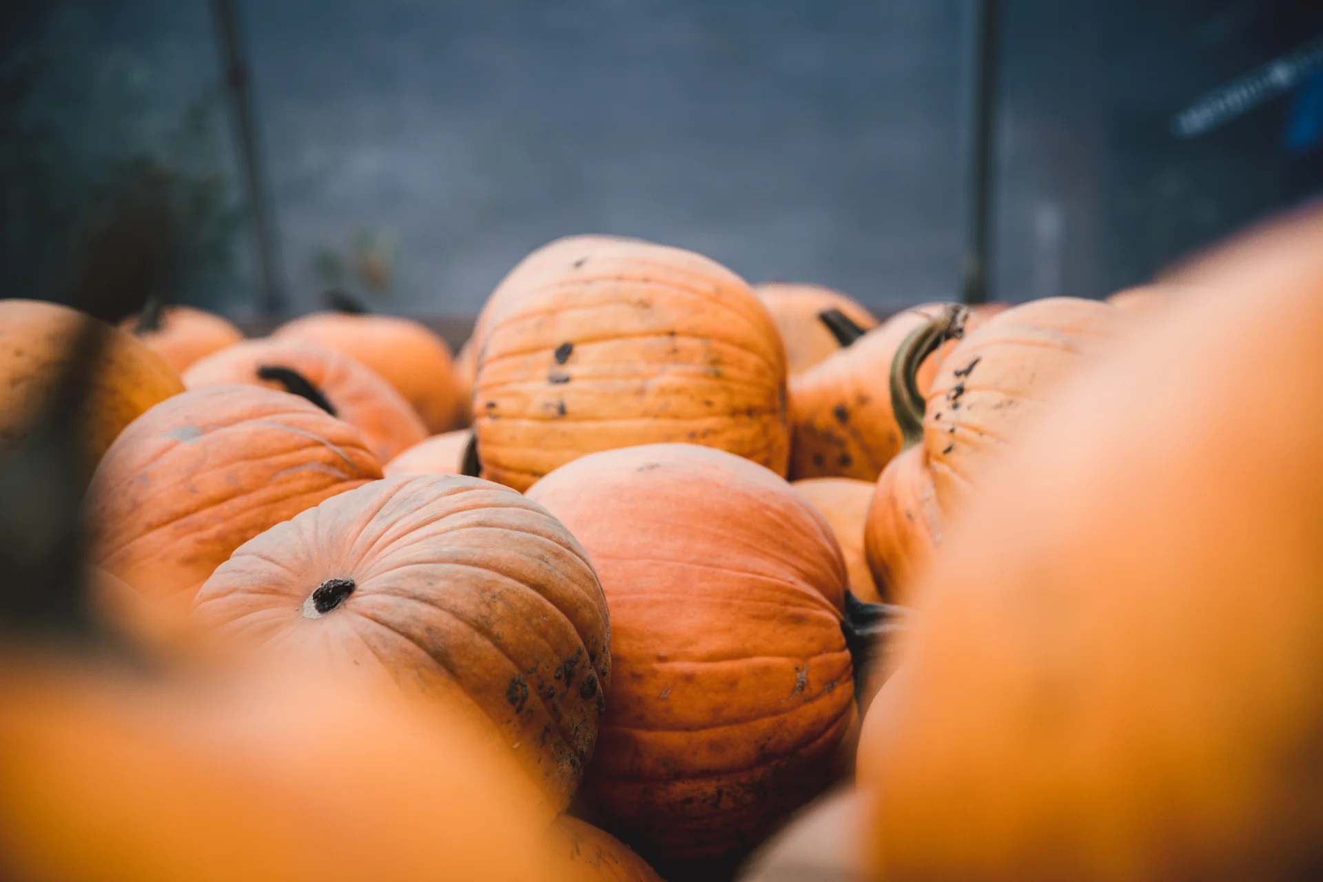 Dynia na Halloween