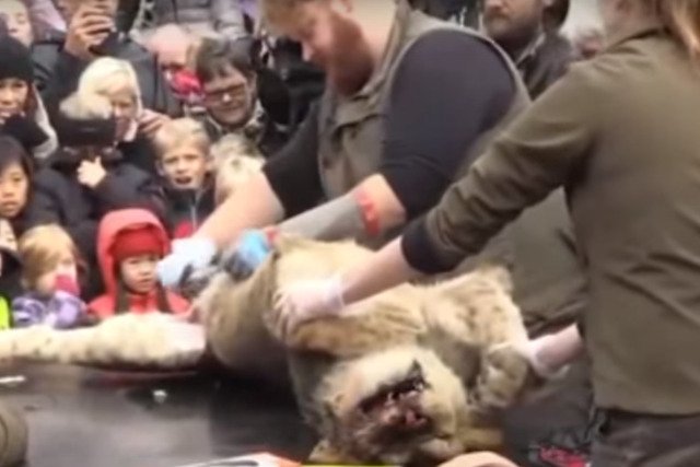 Fot. Screen z Youtube