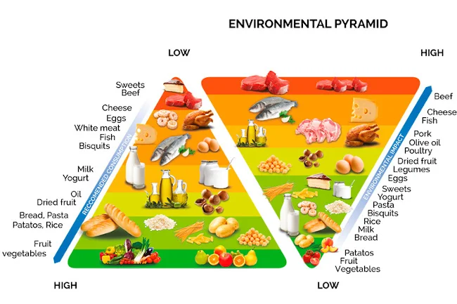 Envifomental pyramid