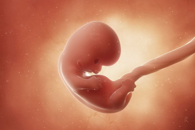 Zarodek w 8 tygodniu ciąży