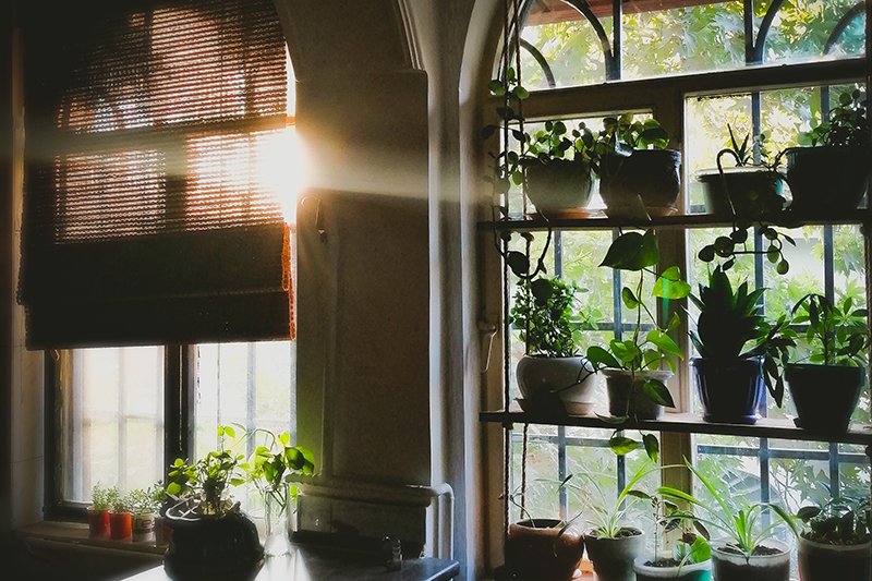 Żyworódka może okazać się zbawienna dla naszej skóry