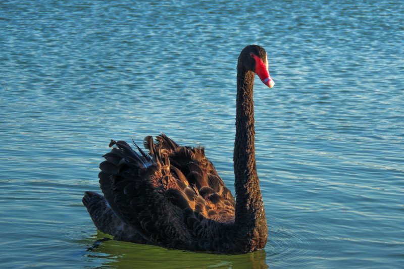 Skąd się wziął koronawirus - to czarny łabędź czy szary nosorożec?