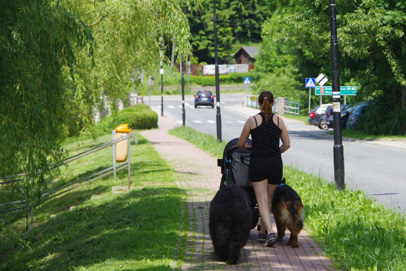 świadczenie 500+, 500+, 500 plus, wypłaty 500+ ZUS wypłaca 500+, kiedy wypłata 500 plus, pieniądze z 500+
