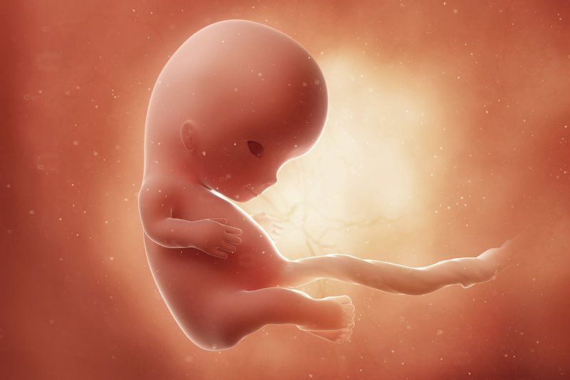 zarodek w 10 tygodniu ciąży