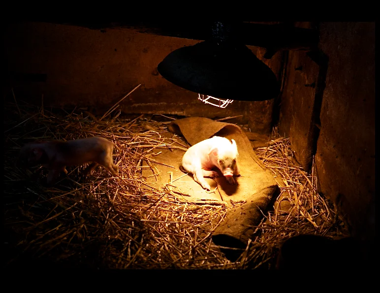 prosiaczki pod lampa