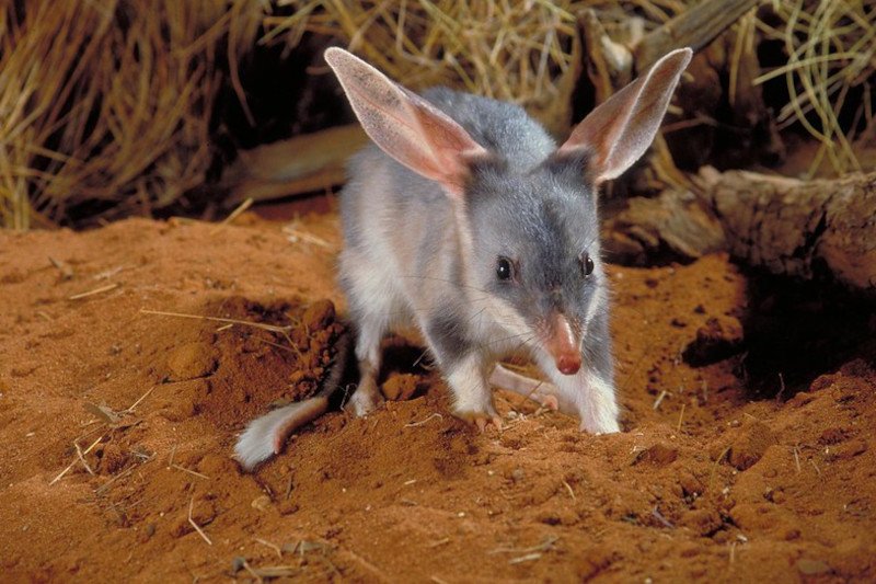 Easter Bilby Macrotis - wielkouch wielkanocny symbol w Australii