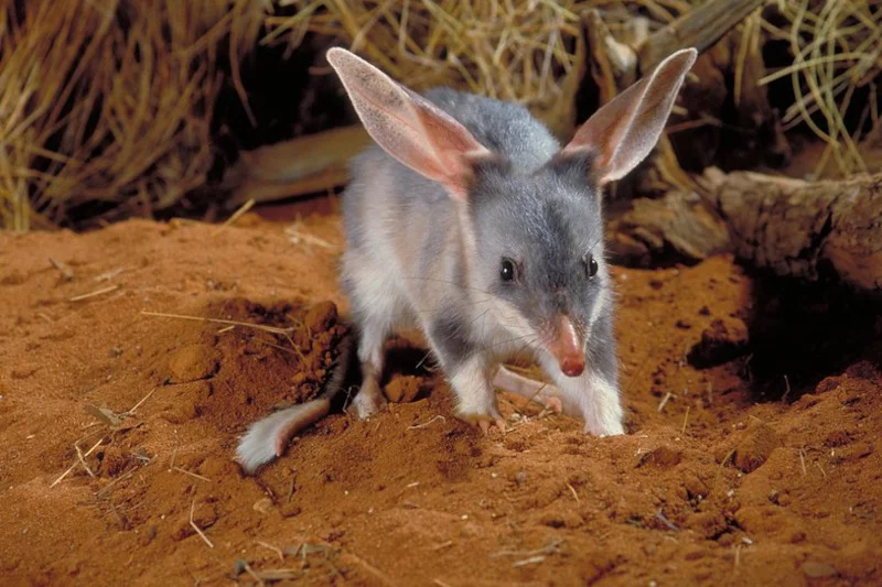 Easter Bilby Macrotis - wielkouch wielkanocny symbol w Australii