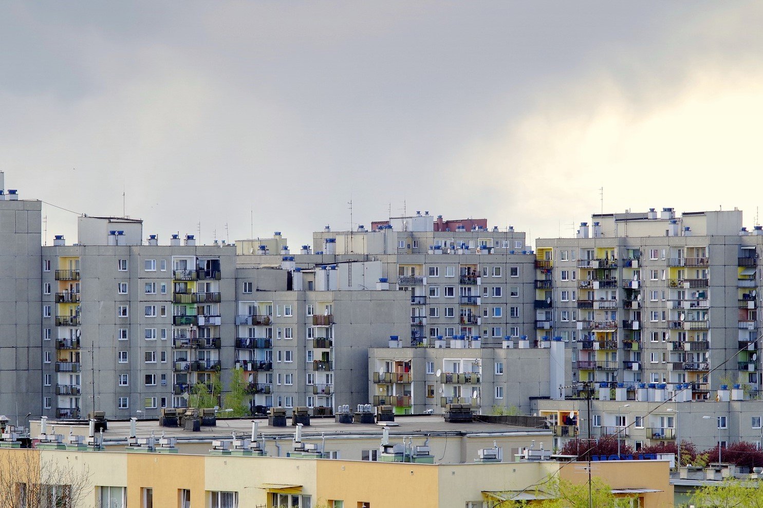 Czy do szczekającego w dzień psa można wezwać policję?