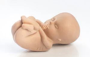 Model 3D 10-tygodniowego "Jasia"