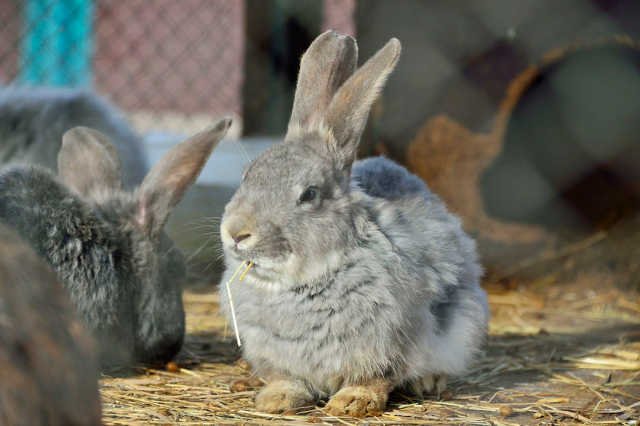 Drastyczna lekcja: nauczyciel na oczach dzieci zabił królika