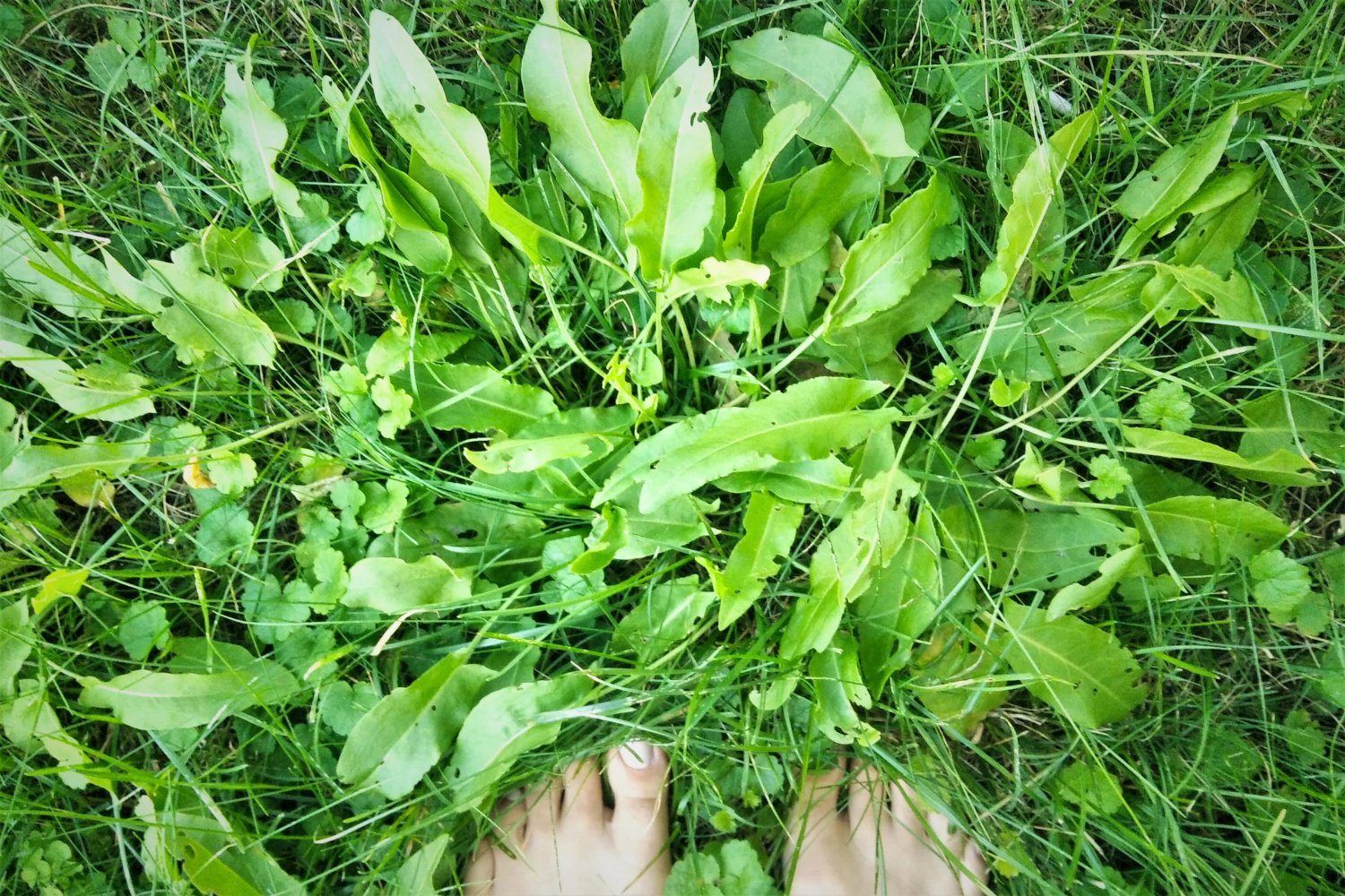 5 przepisów na dania ze szczawiu