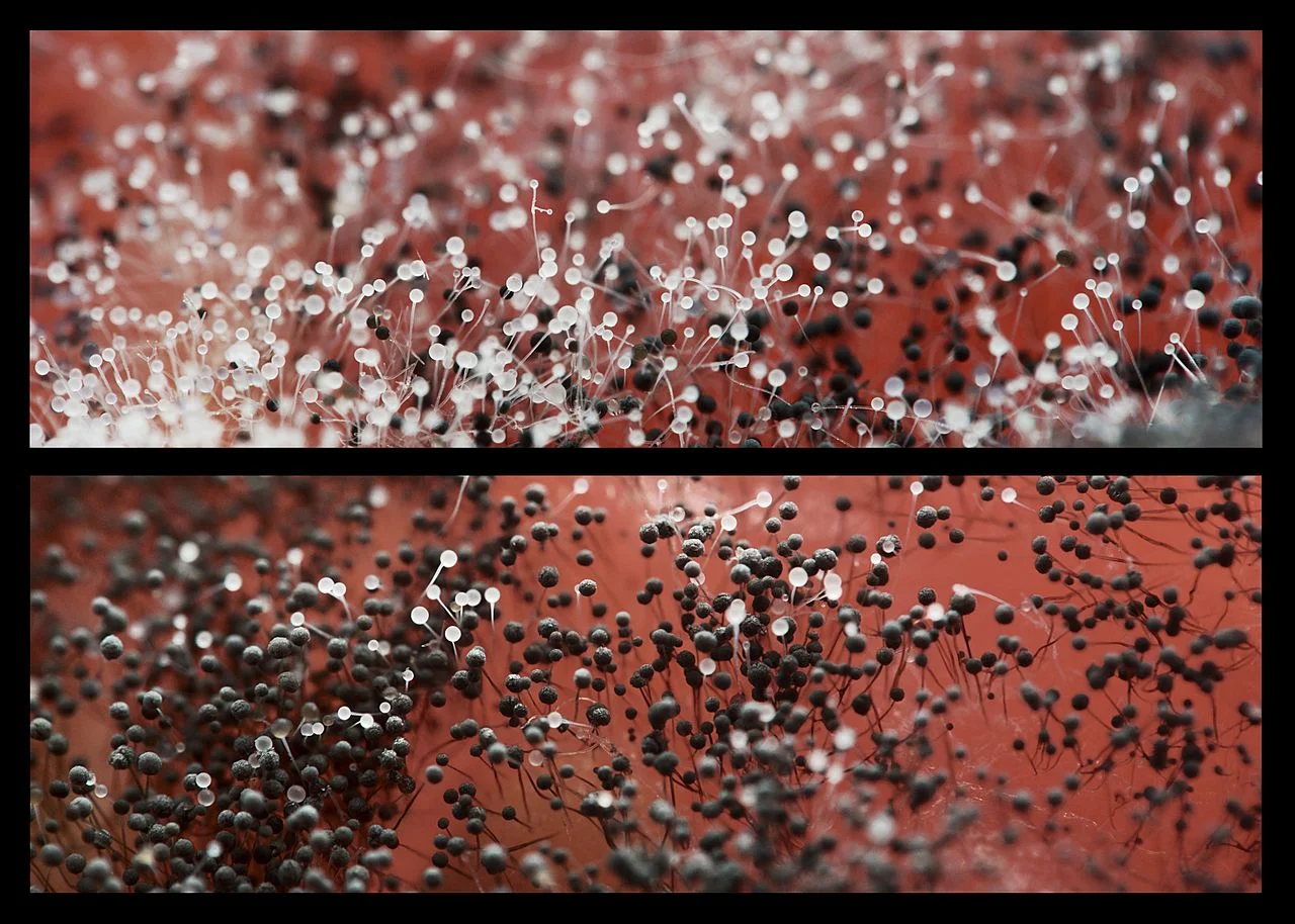 Aspergillus rosnący na pomidorze
