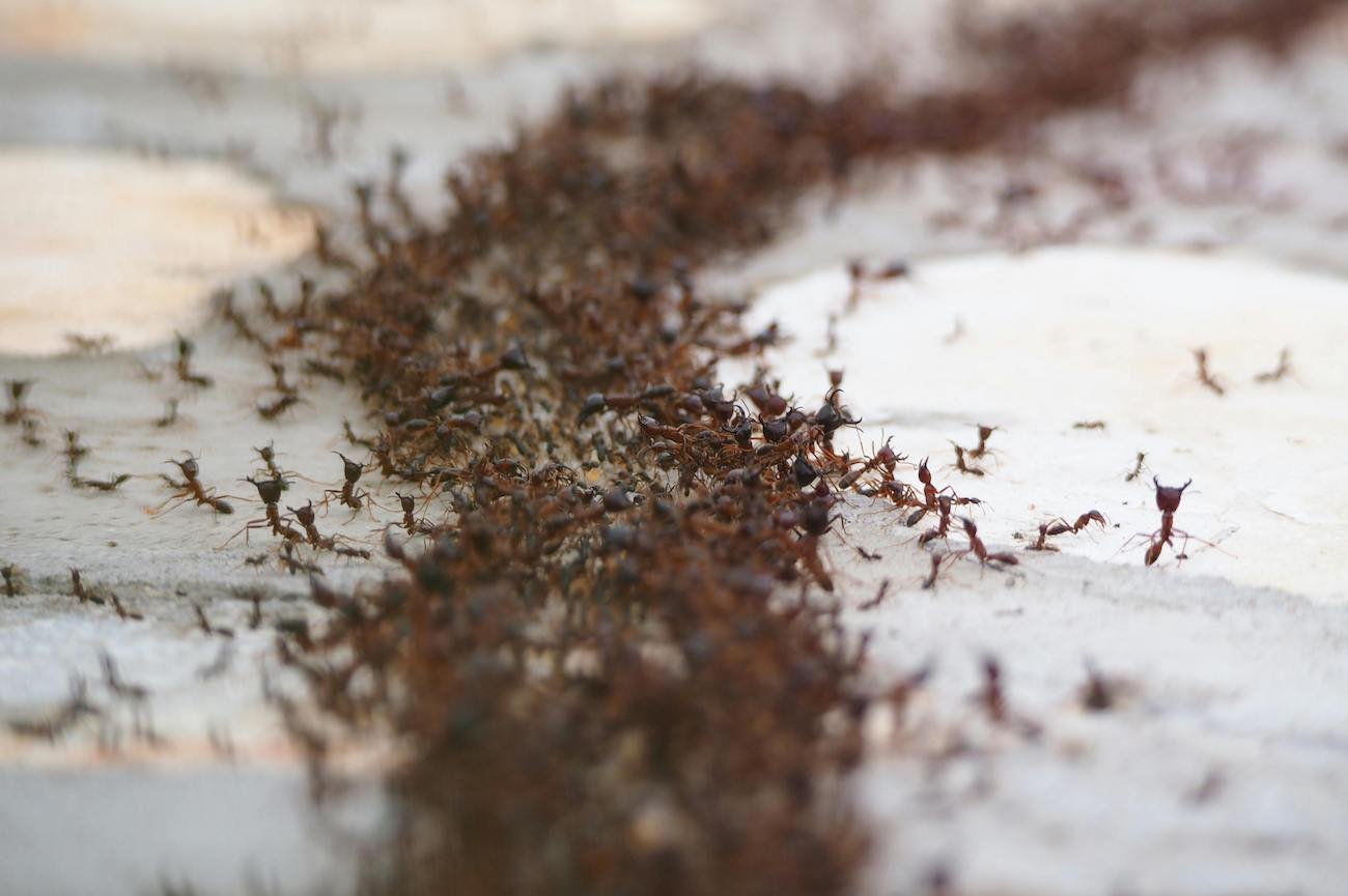 Ten amerykański patent na mrówki to prawdziwy hit. Wystarczy butelka i 2 składniki z kuchni