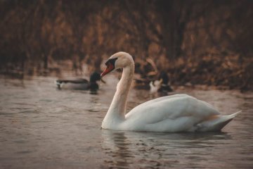 Samicy "pękło serce", po tym jak dzieci zniszczyły złożone przez nią jaja