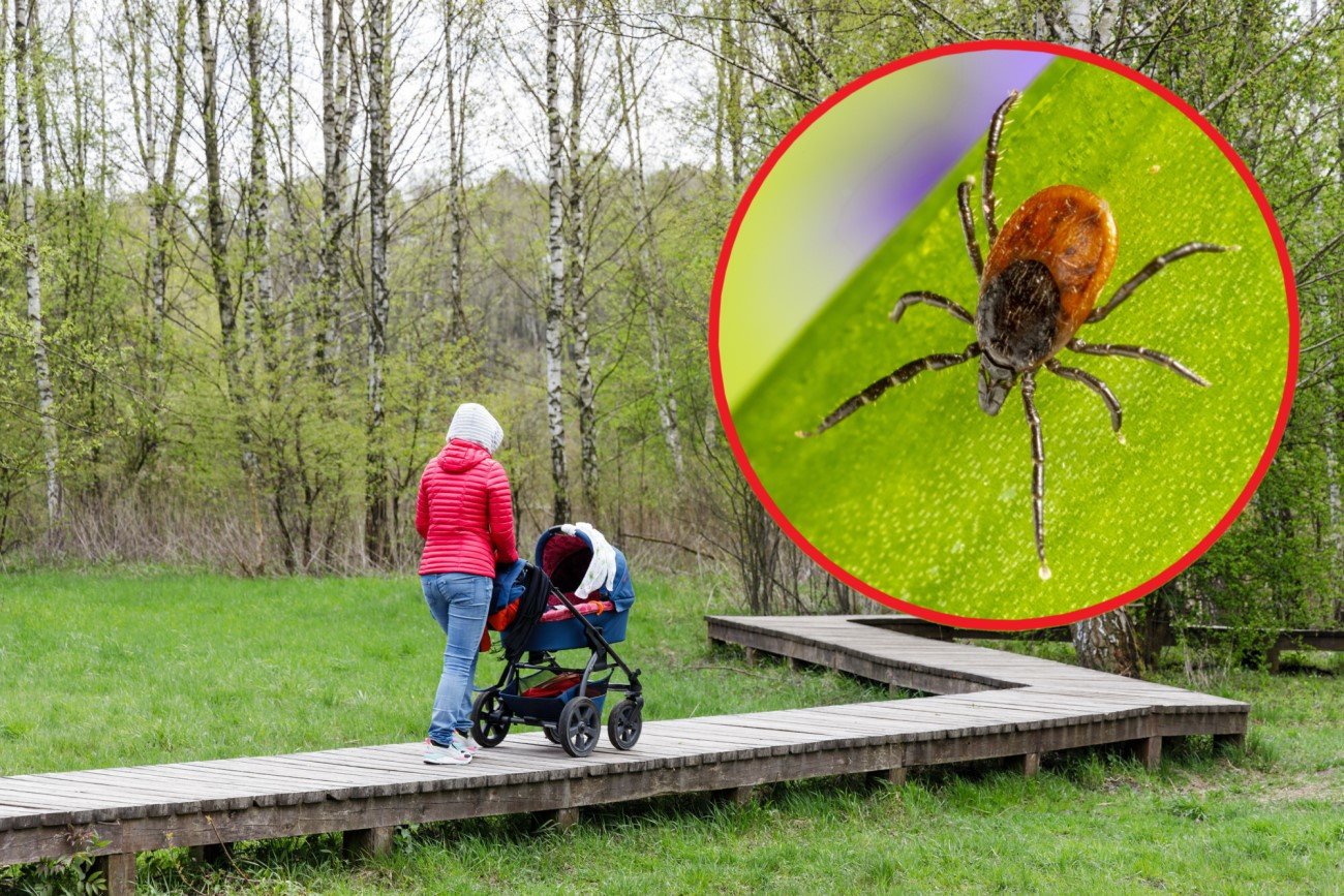 kleszcze się obudziły