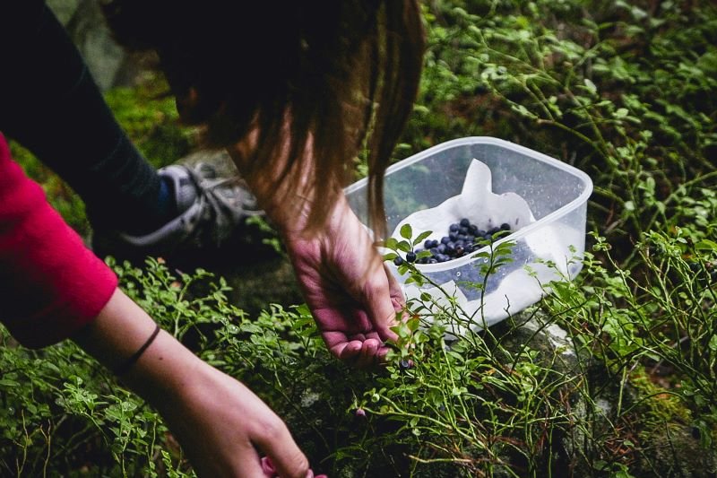 Jagody są nie tylko smaczne, ale też bardzo zdrowe