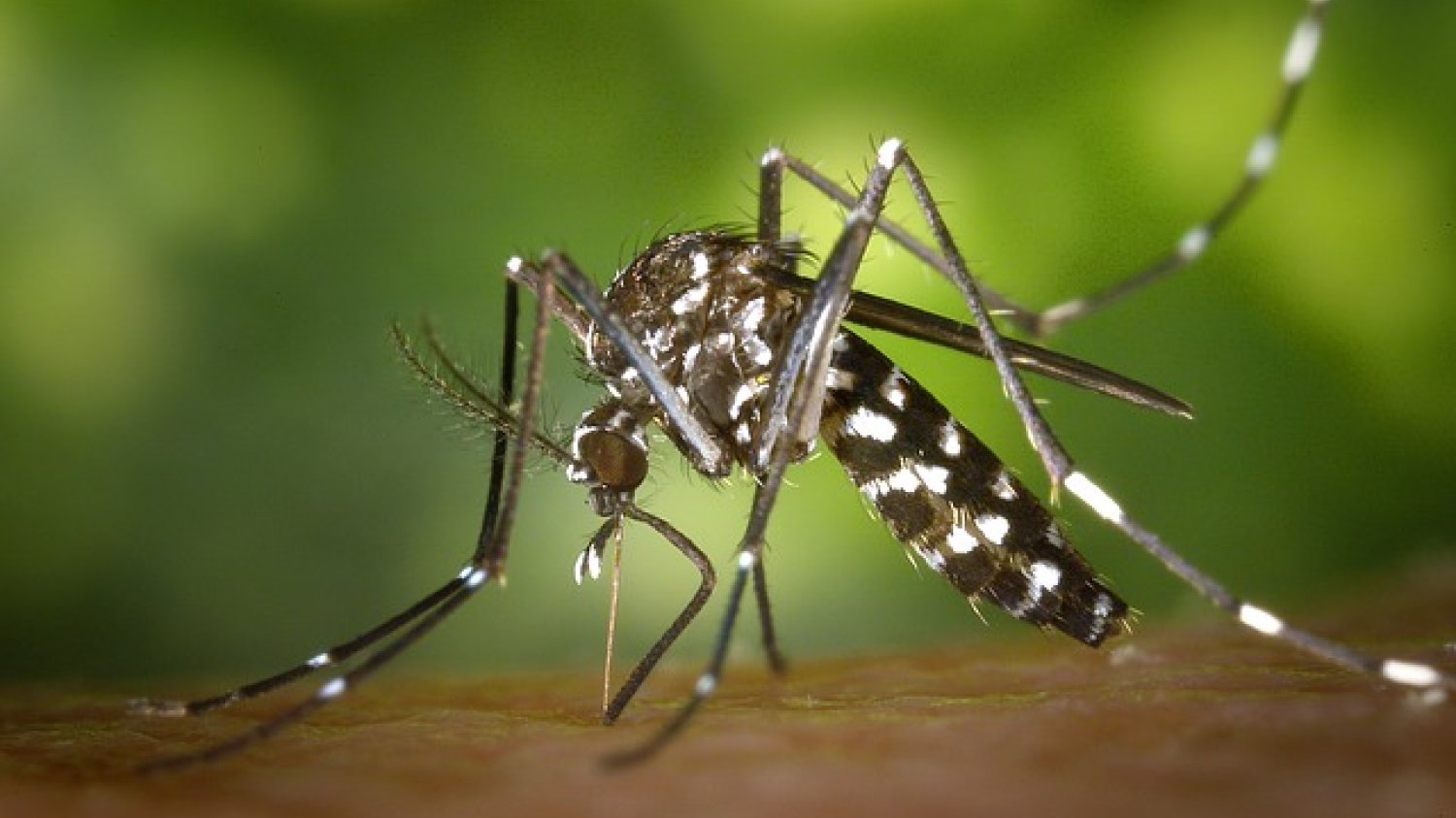 Fot. Pixabay / [url=https://pixabay.com/en/tiger-mosquito-mosquito-49141/]WikiImages[/url] / [url=https://pixabay.com/en/service/terms/#usage]CC0 Public Domain[/url]