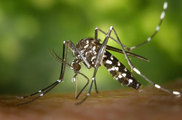 Fot. Pixabay / [url=https://pixabay.com/en/tiger-mosquito-mosquito-49141/]WikiImages[/url] / [url=https://pixabay.com/en/service/terms/#usage]CC0 Public Domain[/url]