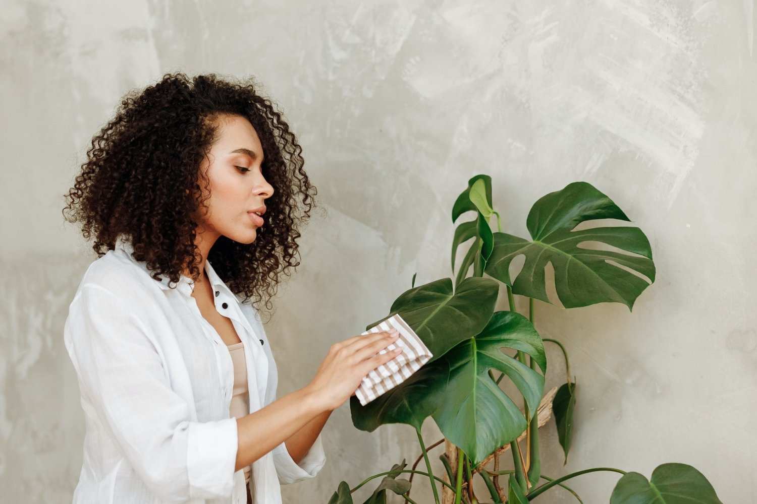 Czyszczenie kwiatów z kurzu, jak nabłyszczyć liście roślin doniczkowych domowym sposobem. domowe i naturalne sposoby na piękne kwiaty.
