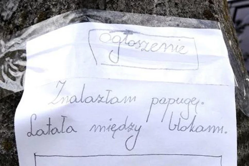 9-latka sama przygotowała ogłoszenie