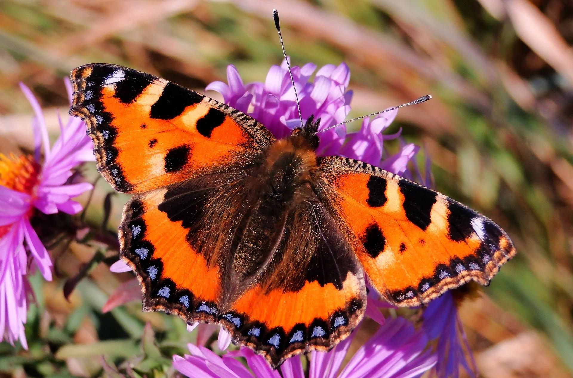 Motyl rusałka pokrzywnik.