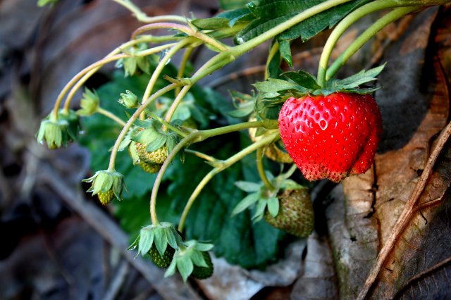 Substancje chemiczne w żywności i kosmetykach chronią nas przed rozwijającymi się w nich mikroorganizmami.