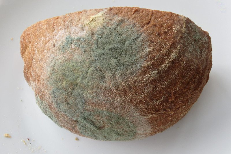 W Szpitalu im. św. Łukasza w Końskich na porodówce podano chleb z pleśnią.