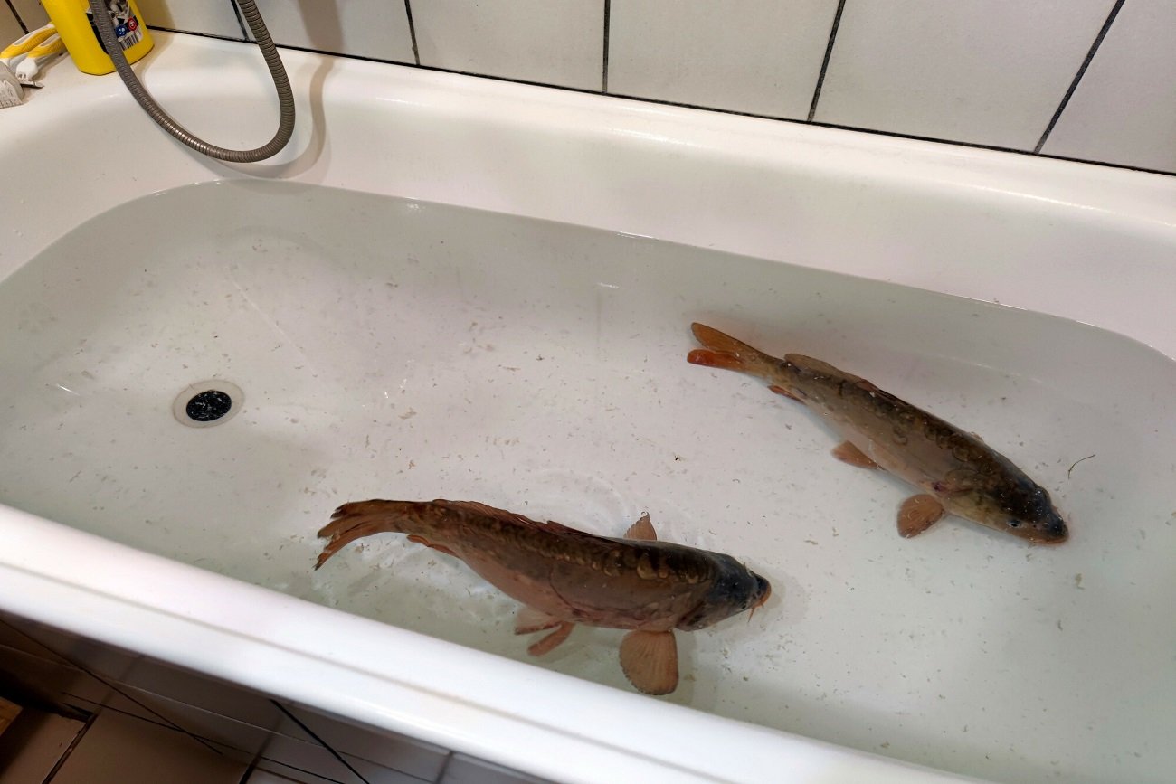 "Ten świąteczny zwyczaj psuje nam Wigilię". Ty też patrzysz w wannę jak sroka w kość?