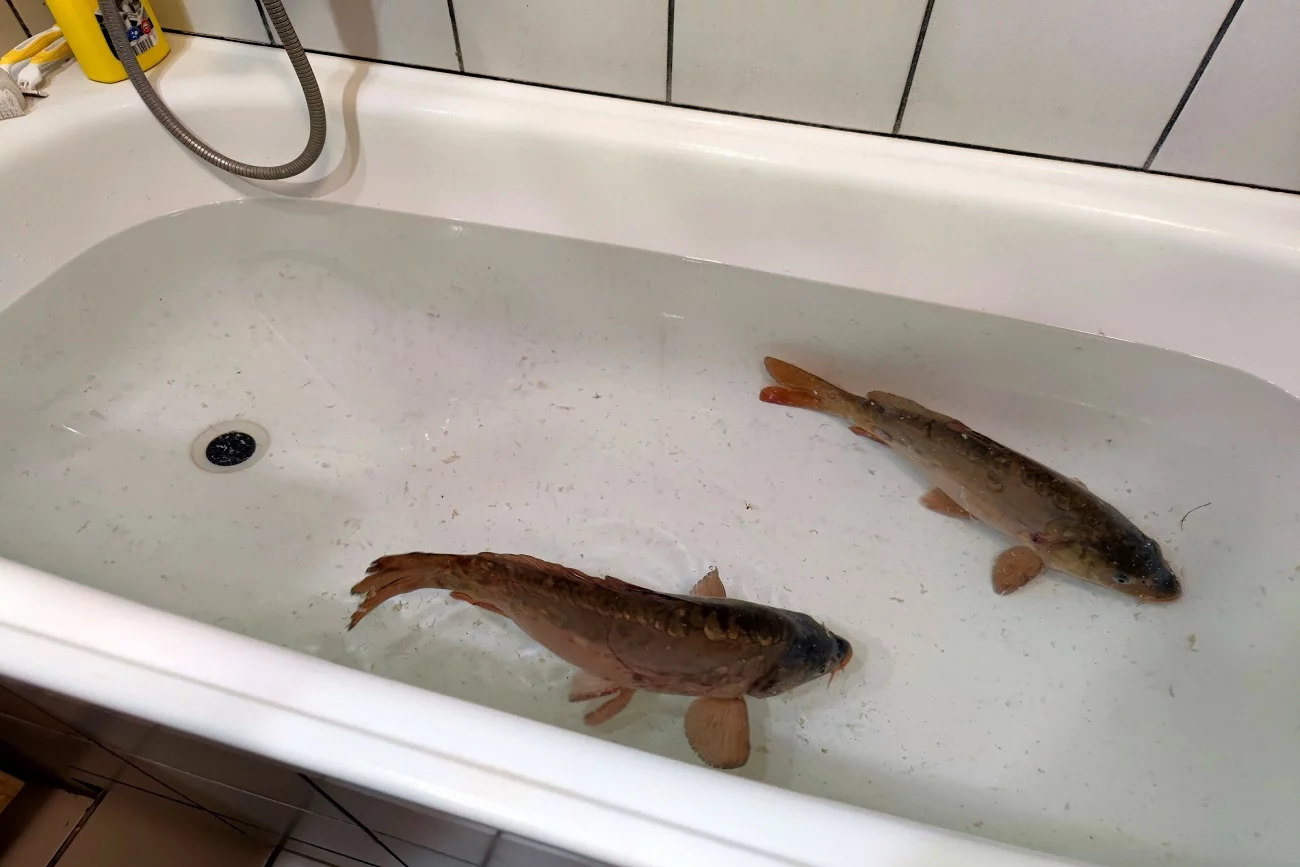 Czy na twoim wigilijnym stole pojawia się karp?