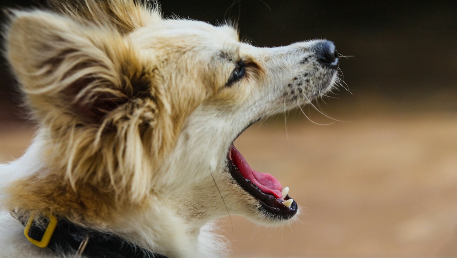 Co tak naprawdę twój pies chce ci przekazać? Każde szczekanie oznacza coś innego