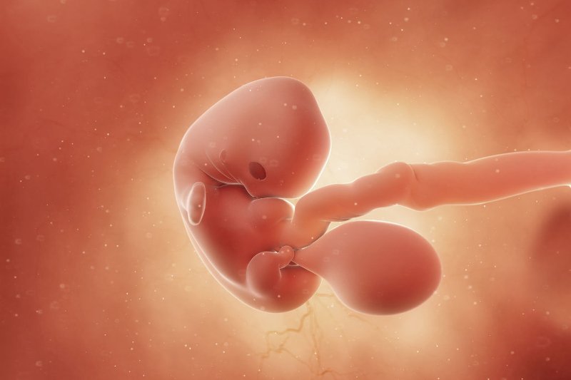 7 tydzień ciąży: zarodkowi rozwijają się narządy płciowe