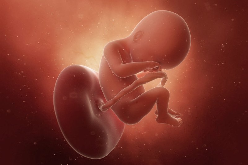 Płód w 19 tygodniu ciąży.