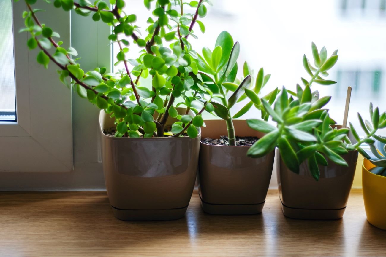 Napar z herbaty do roślin doniczkowych