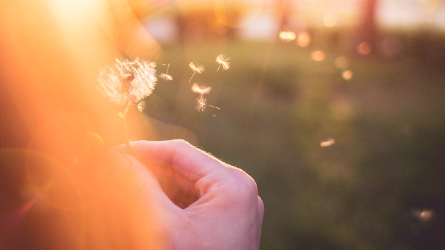 Fot. Picjumbo /[url=https://picjumbo.com/girl-blowing-blowballdandelion/]Viktor Hanáček[/url] / [url=http://bit.ly/CC0-PD]CC0 Public Domain[/url]