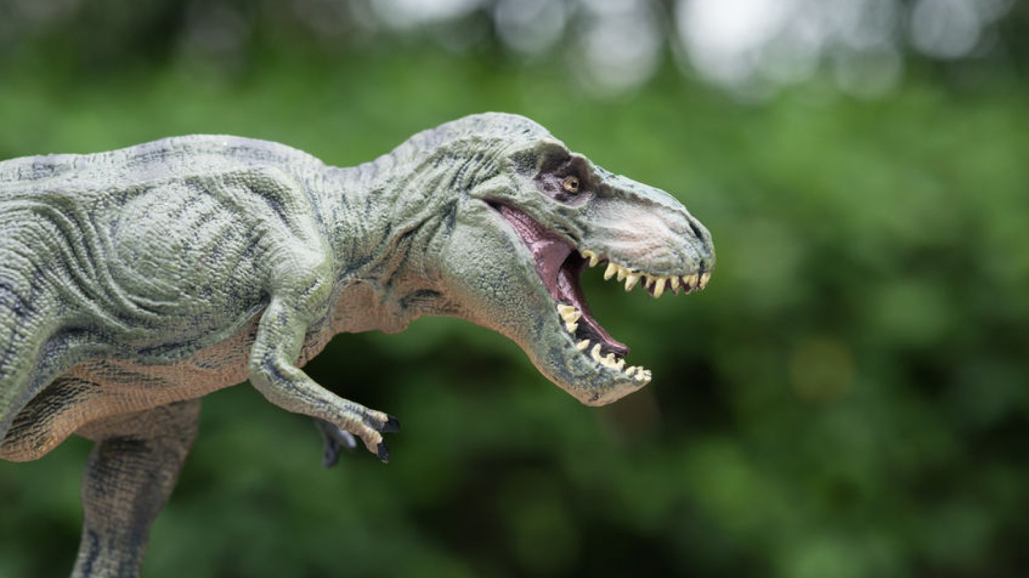 Zdjęcia dziewczynki i "dinozaura" wzruszyły ludzi na całym świecie.