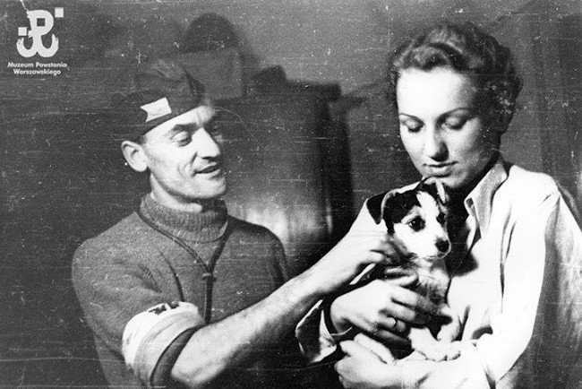 76. rocznica Powstania Warszawskiego - co się działo z psami podczas II wojny światowej
