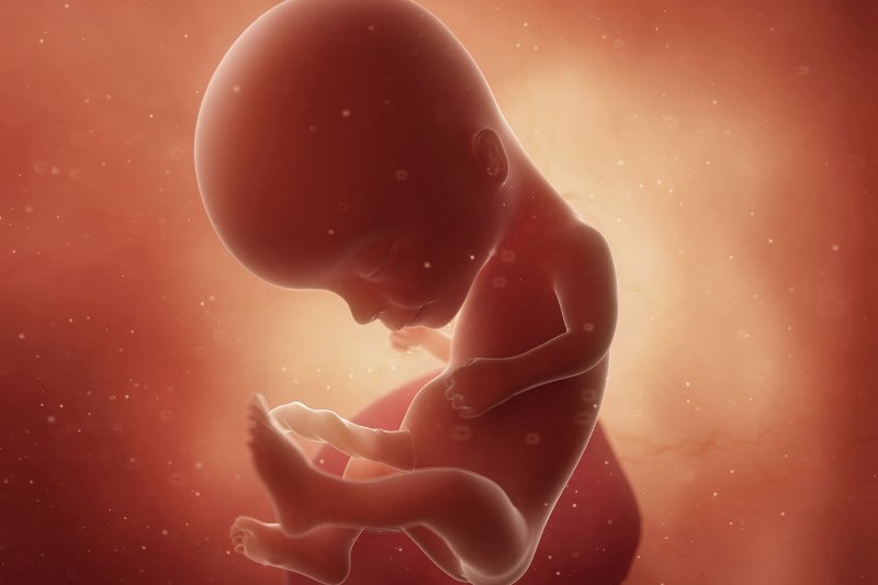 Płód w 14 tygodniu ciąży