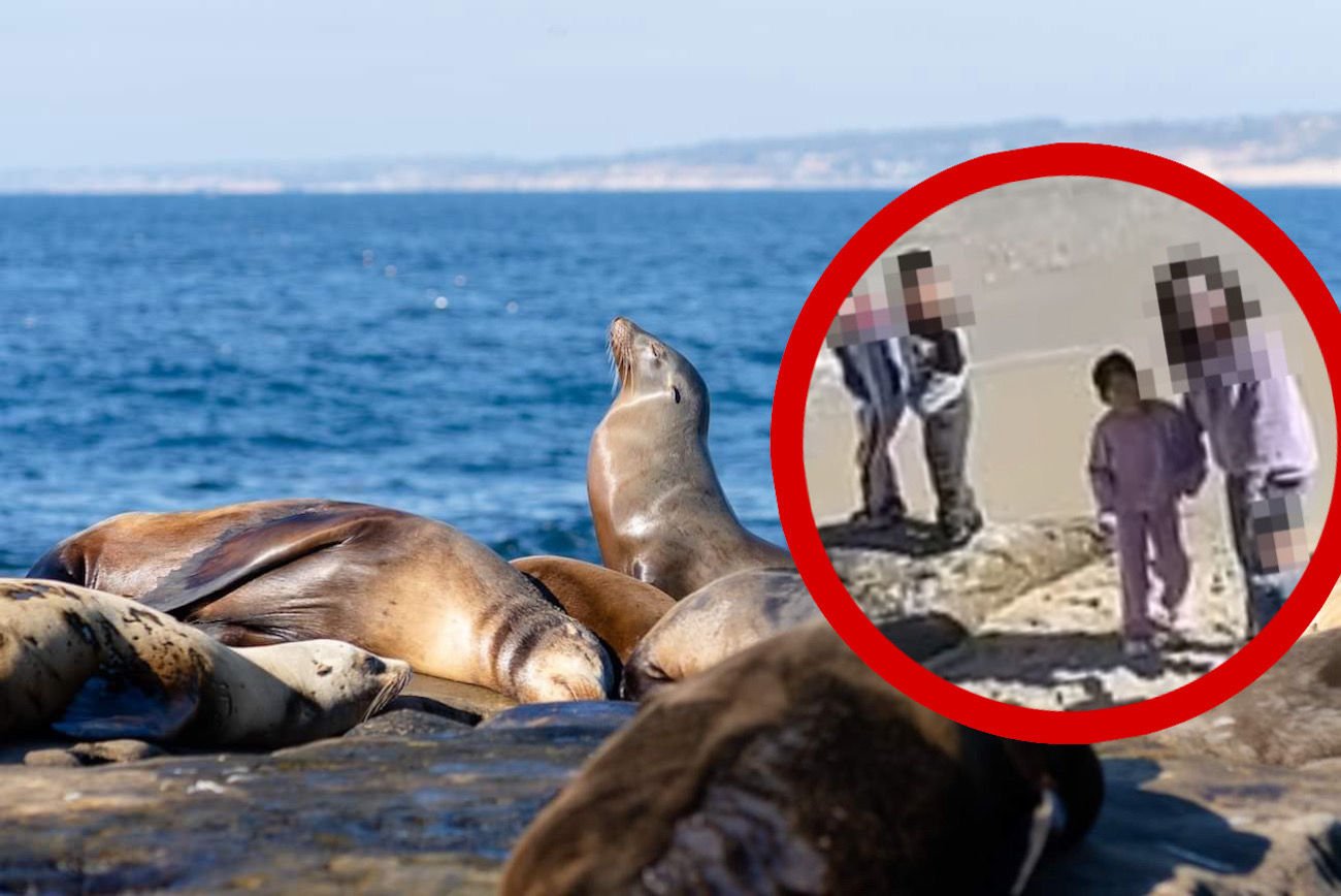 plaża La Jolla Cove w San Diego. Dziewczynka rzucała piaskiem i kamieniami w lwa morskiego