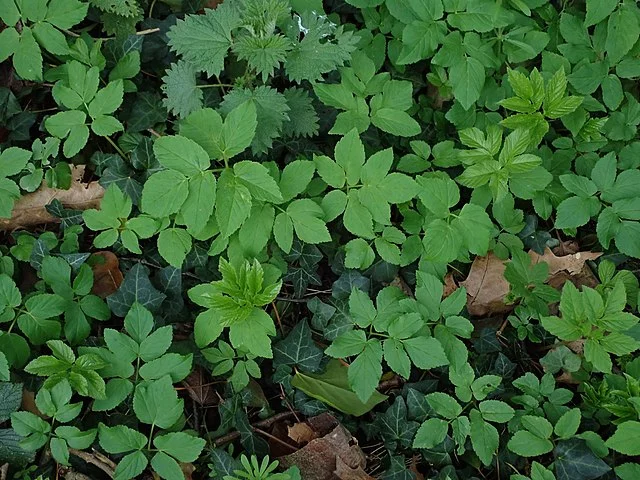 Podagrycznik